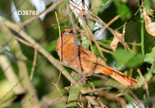 Habia rubica
